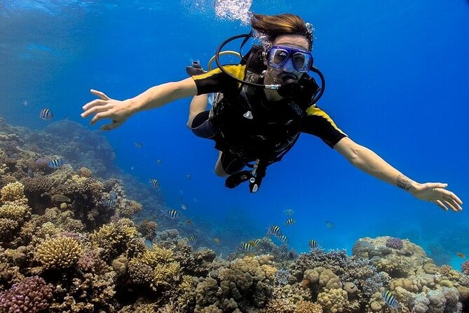 2 Dive Stops Intro Scuba Diving With Lunch & Transfer - Hurghada - Key Highlights at a Glance