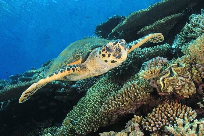 2 Dive Stops Intro Scuba Diving With Lunch & Transfer - Hurghada - Who this tour suits best (and who may want a different format)