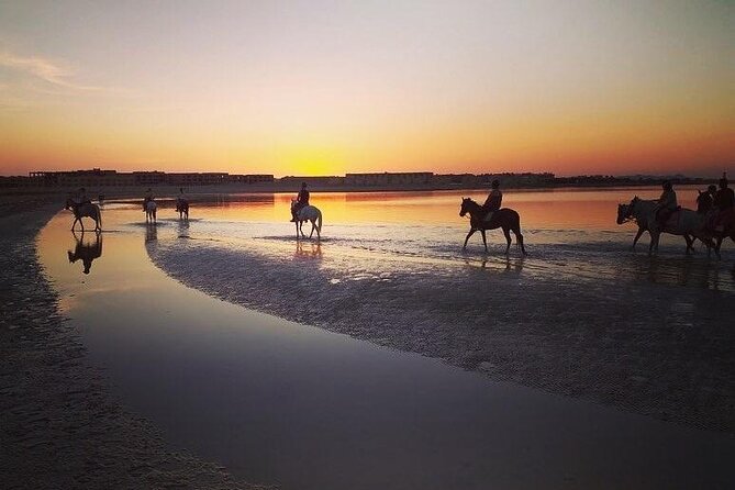 2 hours Horse Riding on The Sea and Desert- Hurghada - The language reality: expect English to be the safest bet