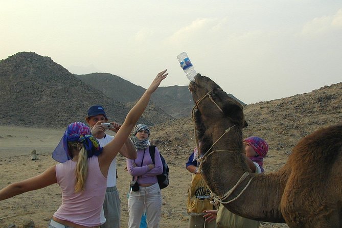 3 hours Mini Super Safari (Family Safari) - Camel Ride Inside the Camp: The Iconic Moment