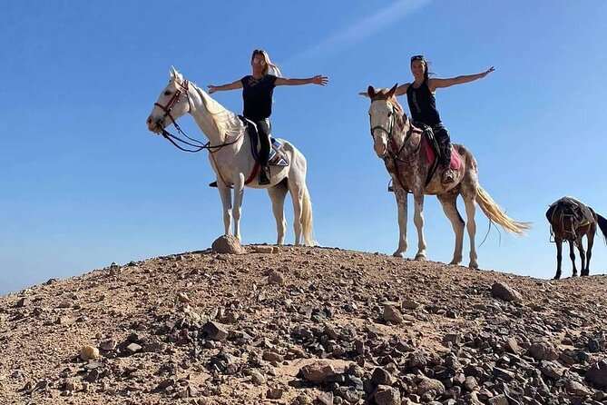 3 Hours Swimming By Horse in Red Sea Riding on the Beach and Dessert - Hurghada - The Red Sea swim with your horse: the main event