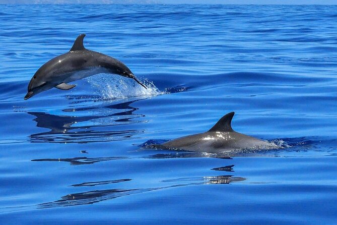 4-Hour Private Speedboat to See Dolphins from Hurghada - Why a 4-hour private speedboat day makes sense from Hurghada