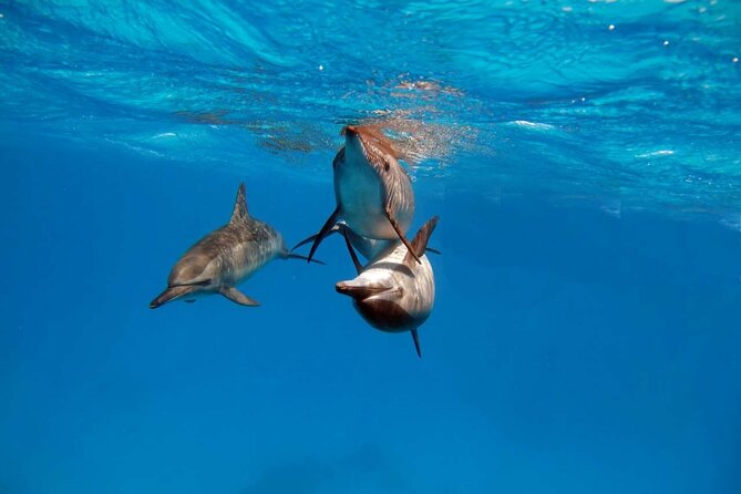 4-Hour Private Speedboat to See Dolphins from Hurghada - The Abu Minqar Island shipwreck stop (and why it’s a smart add-on)