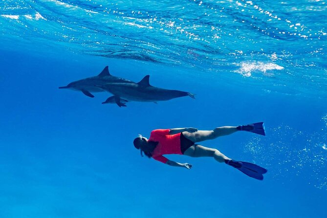 4-Hour Private Speedboat to See Dolphins from Hurghada - What’s included (so you can budget without surprises)