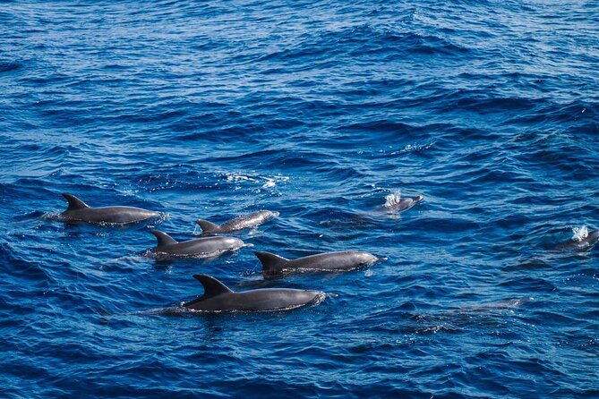 4-Hour Private Speedboat to See Dolphins from Hurghada - Safety and comfort: what to expect on the water