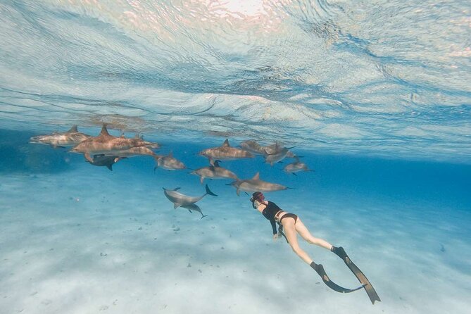 4-Hour Private Speedboat to See Dolphins from Hurghada - Weather and dolphin luck: how to set smart expectations