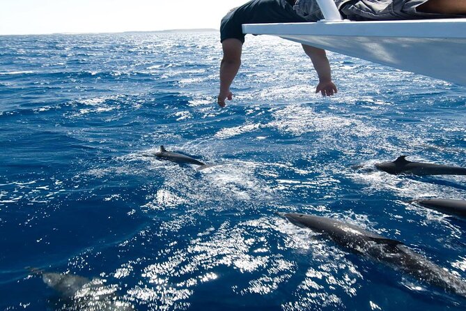 4-Hour Private Speedboat to See Dolphins from Hurghada - Who this Hurghada dolphin speedboat suits best