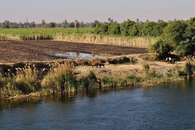4 Nights Private Guided River Nile Cruise from Luxor to Aswan - Day 3 Edfu and Kom Ombo: Horus, two gods, and a crocodile museum stop