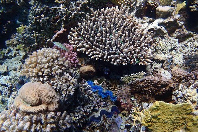 Abu Dabbab Beach Full Day Trip with Turtles - Price and Value: Is $65 Worth It?