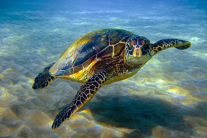 Abu Dabbab over day - Snorkeling in Turtles House - Hurghada - Key things to know before you go