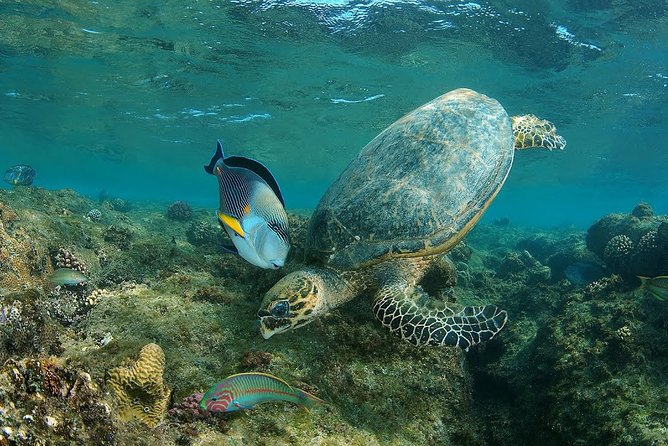 Abu Dabbab over day - Snorkeling in Turtles House - Hurghada - Abu Dabbab National Park: why this snorkel route feels different