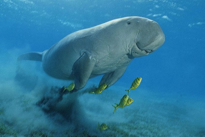Abu Dabbab over day - Snorkeling in Turtles House - Hurghada - Snorkeling at Turtles House: what you’ll actually see