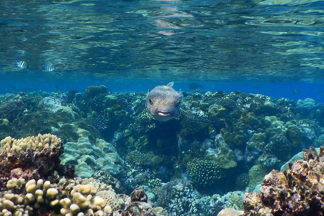 Abu Dabbab over day - Snorkeling in Turtles House - Hurghada - Lunch on Abu Dabbab Beach: included food and a calmer break