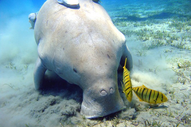 Abu Dabbab over day - Snorkeling in Turtles House - Hurghada - Price and what you pay on top: is $83 good value?