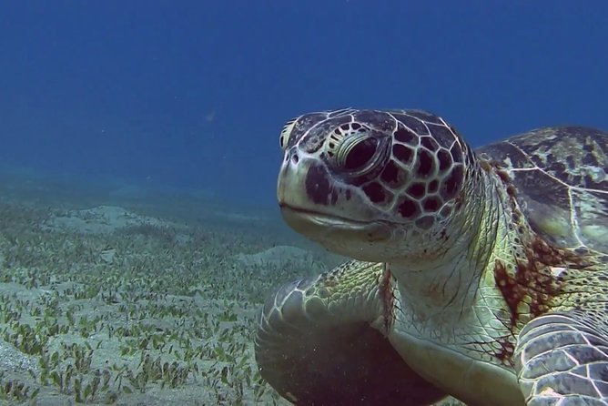 Abu Dabbab over day - Snorkeling in Turtles House - Hurghada - How to maximize your chances with turtles and possible dugongs