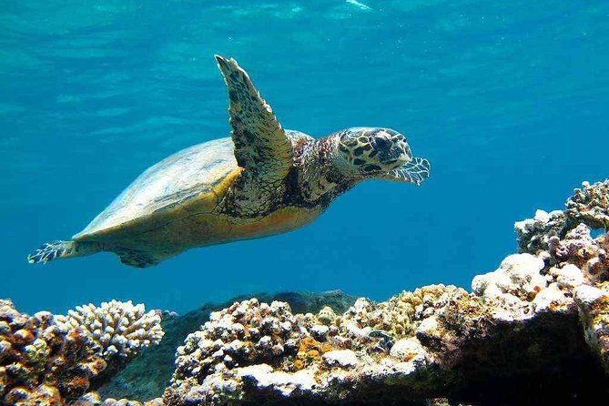 Abu Dabbab over day - Snorkeling in Turtles House - Hurghada - 4:00am pickup and a 14-hour day: the logistics that matter