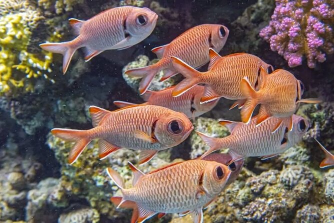 All-Inclusive Red Sea Adventure – Luxury Boat Trip from Hurghada - Mini-Massage and the Seafood Buffet That Makes the Day Feel Upscale