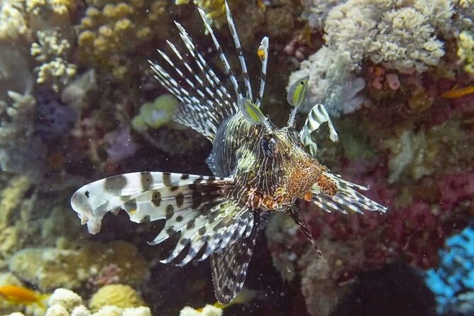 All-Inclusive Red Sea Adventure – Luxury Boat Trip from Hurghada - What This Trip Is Best For (And Who Might Want Something Else)