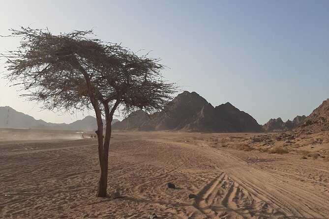 ATV horse stargazing - Stop 3: Bedouins, Tea, Bread-Making, and Dinner in the Tent