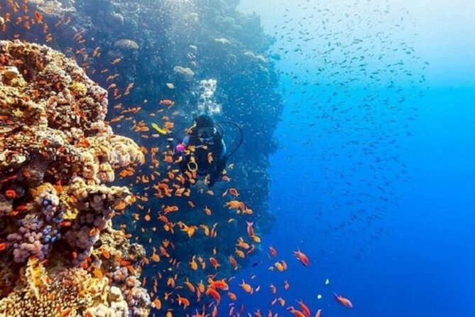 Beginners Scuba Diving, 2 Stops, Full Day Trip & Lunch - Hurghada - Price and logistics: great value, plus two cash extras to plan for