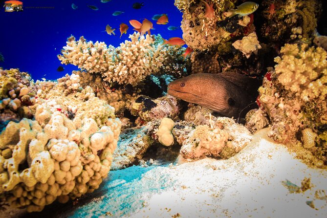 Beginners Scuba Diving Boat Trip With Equipment & lunch -Hurghada - What Happens Between the Boat and the Water