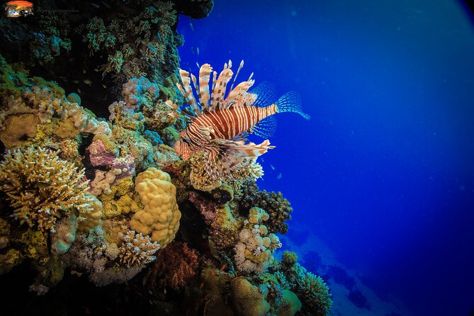 Beginners Scuba Diving Boat Trip With Equipment & lunch -Hurghada - The Red Sea Stops: Why Two Underwater Sessions Matter