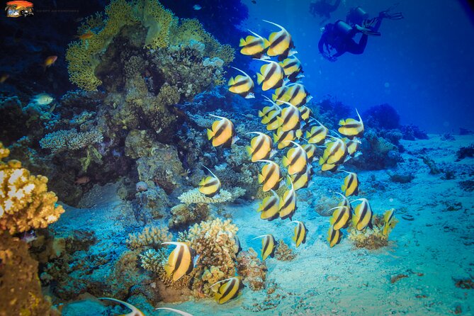 Beginners Scuba Diving Boat Trip With Equipment & lunch -Hurghada - Lunch on Board: The Real Midday Reward