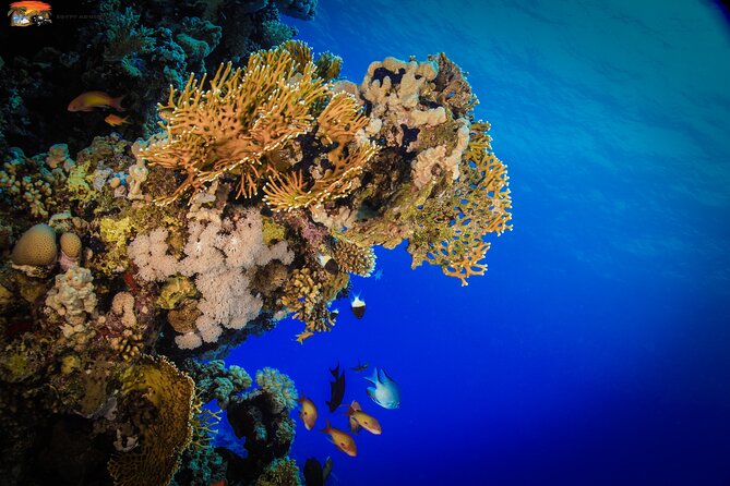 Beginners Scuba Diving Boat Trip With Equipment & lunch -Hurghada - Cost and Value: $5 Sounds Too Good, So Read the Cash Fees