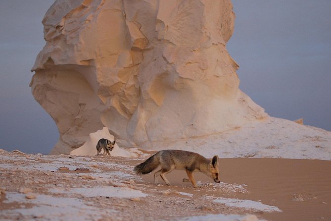 Black and White Desert and Bahariya Oasis Tour 2 Days 1 Night - Cairo pickup at 07:00 sets the pace for everything