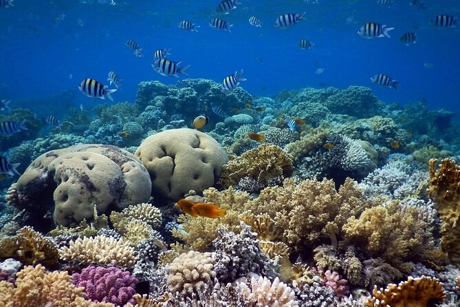 Blue Hole Snorkeling Tour with lunch from Dahab - Why Dahab’s Blue Hole Feels Made for Snorkel Time