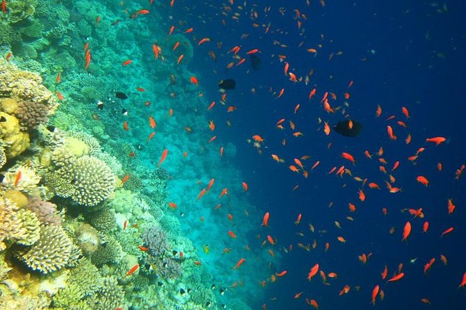 Blue Hole Snorkeling Tour with lunch from Dahab - Price and Logistics: Is $43.07 Worth It?