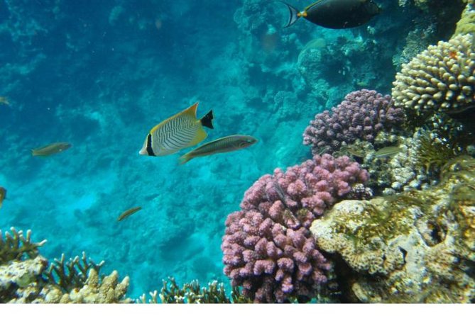 Boat Trip to Ras Mohamed & White island Red Sea & Snorkeling in Sharm elsheikh - Sharm el Sheikh boat-day logistics: 7:30 am start and a 25-person cap