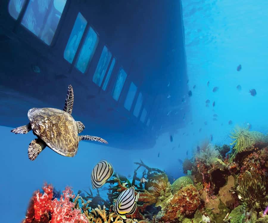 Cairo: Ain Sokhna Semi-Submarine with optional Transfer - Royal Seascope semi-submarine: what the 4-meter windows really mean