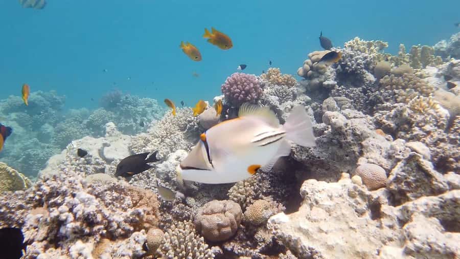 Cairo: Ain Sokhna Snorkeling cruise & optional transfer - Onboard buffet lunch: real food beats a snack tray