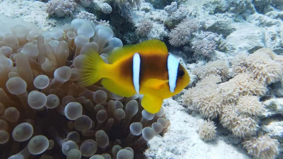 Cairo: Ain Sokhna Snorkeling cruise & optional transfer - Cairo transfers and day planning: timing you should actually care about