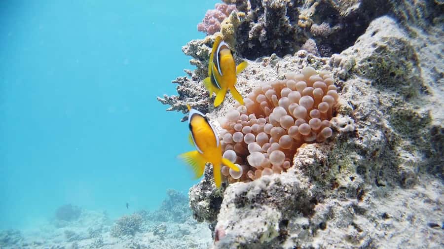 Cairo: Ain Sokhna Snorkeling cruise & optional transfer - Gear and simple rules: what you need to bring (and what to skip)