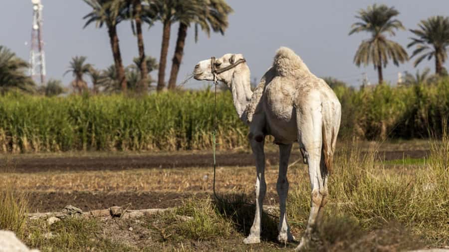 Cairo: Fayoum, Wadi El Rayan, and Wadi al Hitan 4x4 Tour - Magic Lake: The Surreal Stop Where Photos Actually Work