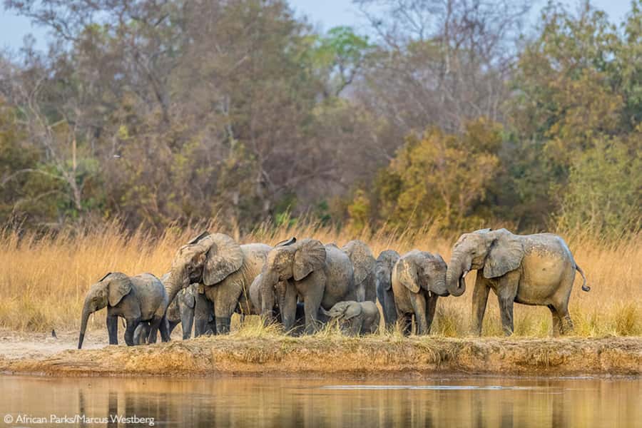 Cairo: Guided Day Trip to Africa Safari Park with Lunch - Zambezi Lunch on the Riverbank: Included Food, Smart Expectations