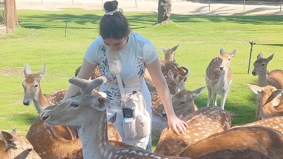 Cairo: Guided Day Trip to Africa Safari Park with Lunch - Guides, Photo Moments, and Comfort Level: How to Get What You Want