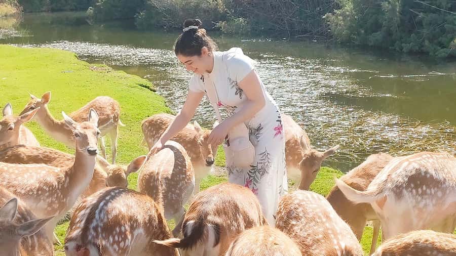 Cairo: Guided Day Trip to Africa Safari Park with Lunch - The River-Moat Experience: Hippos and Crocodiles Up Close