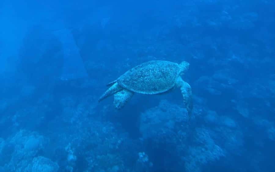 Cairo: Luxury Snorkeling Cruise & lunch with optional pickup - The timing and the transfer decision from Cairo