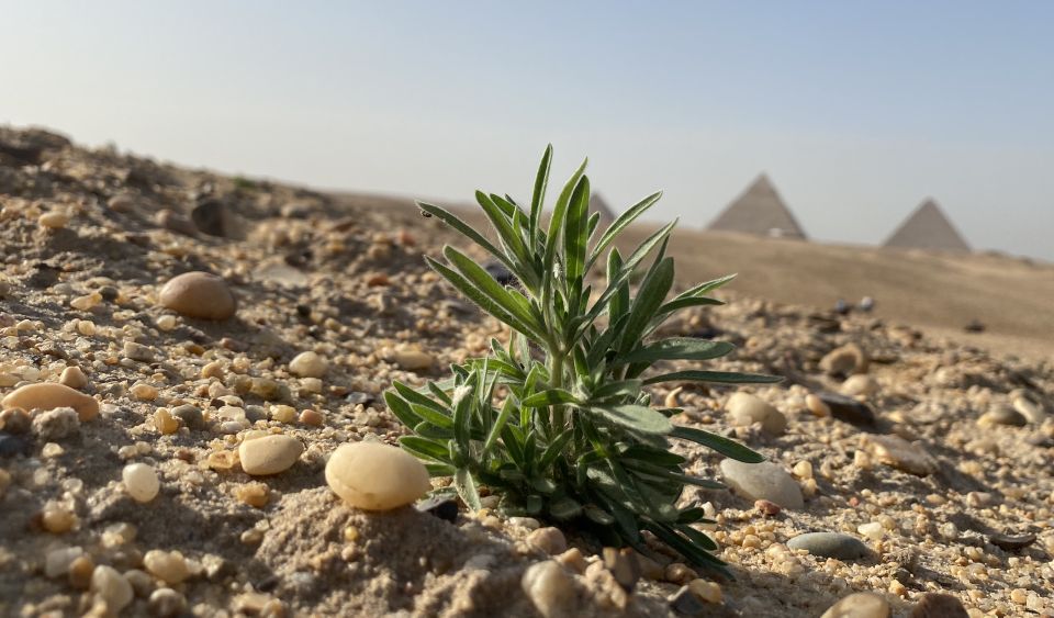 Cairo: Private Arabian Horse Ride at the Giza Pyramids - Riding at Giza: Why This View Hits Different