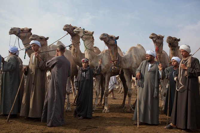 Cairo Unusual Day Tour Visit Camel Market in Birqash - Key takeaways before you go