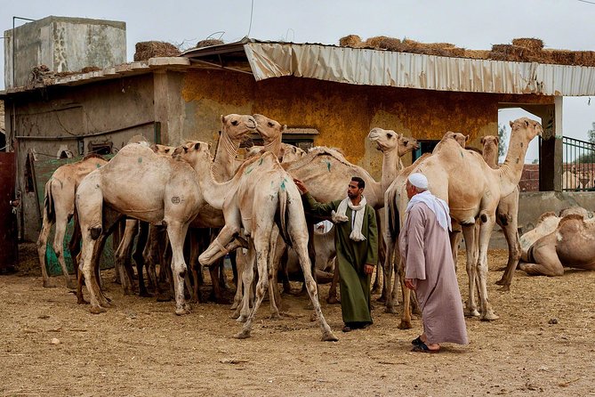 Cairo Unusual Day Tour Visit Camel Market in Birqash - Why Birqash feels unusual in the best way