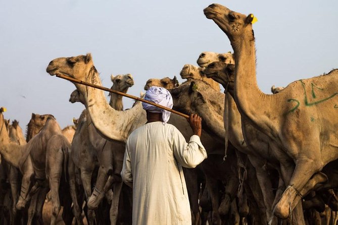 Cairo Unusual Day Tour Visit Camel Market in Birqash - When to schedule it: Friday and Sunday matter
