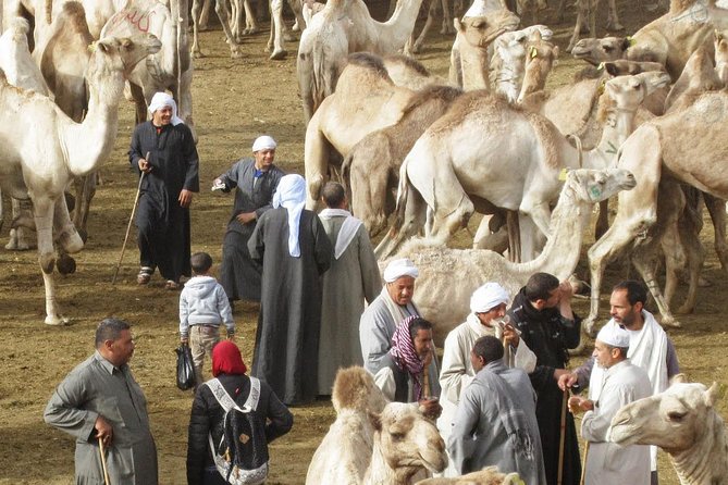 Cairo Unusual Day Tour Visit Camel Market in Birqash - The 3–4 hour plan: how the timing actually works