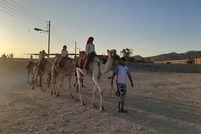 Camel Riding Tour in Luxor West Bank - Camels and handlers: the real safety story