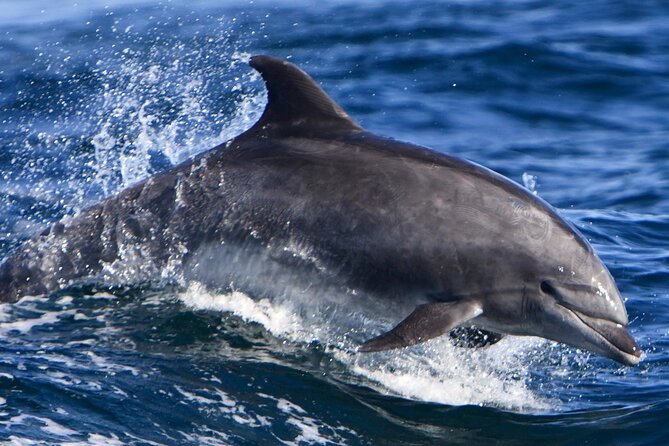 Cruise and Snorkeling with Dolphins Including Lunch from Hurghada - The 7-hour dolphin and snorkeling day: how it really feels