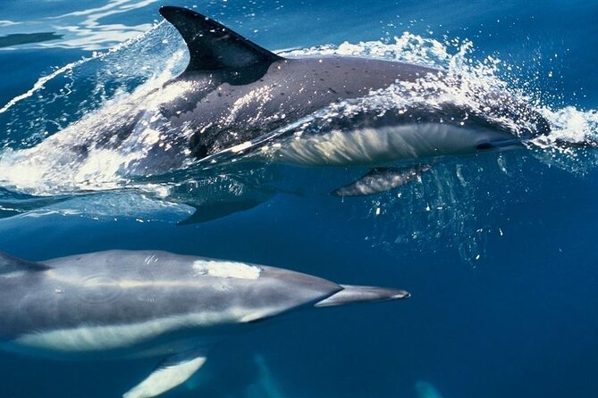 Cruise and Snorkeling with Dolphins Including Lunch from Hurghada - Open-sea dolphin watching: the main event and the real odds