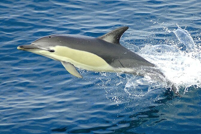 Cruise and Snorkeling with Dolphins Including Lunch from Hurghada - Snorkeling with a guide: two reef stops instead of one